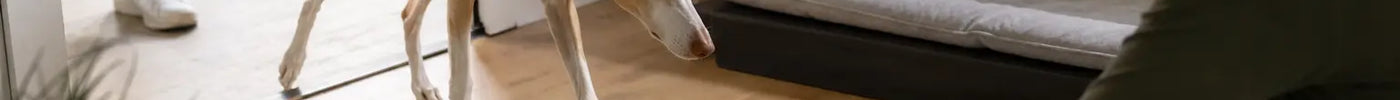 Spaanse adoptiehond verkent rustig zijn nieuwe thuis