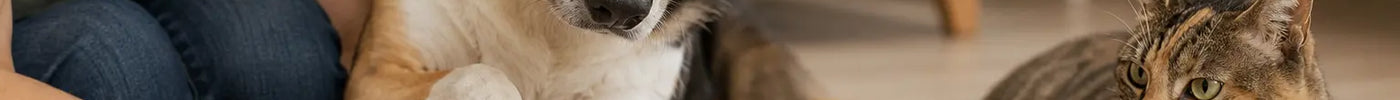 Baasje knipt rustig de nagels van een hond terwijl een kat erbij ligt