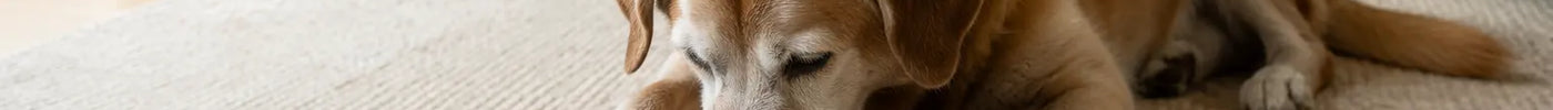 Oudere hond zoekt liggend naar brokjes in een snuffelmat