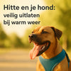 Hitte en je hond: veilig uitlaten bij warm weer