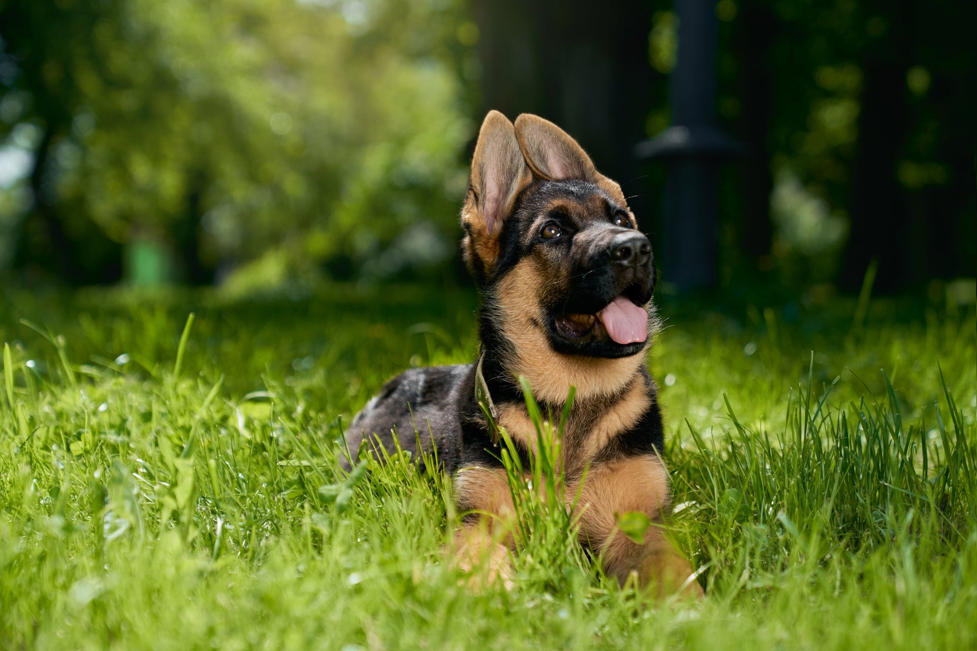 De ultieme, meest complete gids voor het opbouwen van een puppyroutine