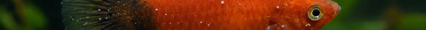 Aquariumvis met kleine witte stipjes op lichaam en vinnen