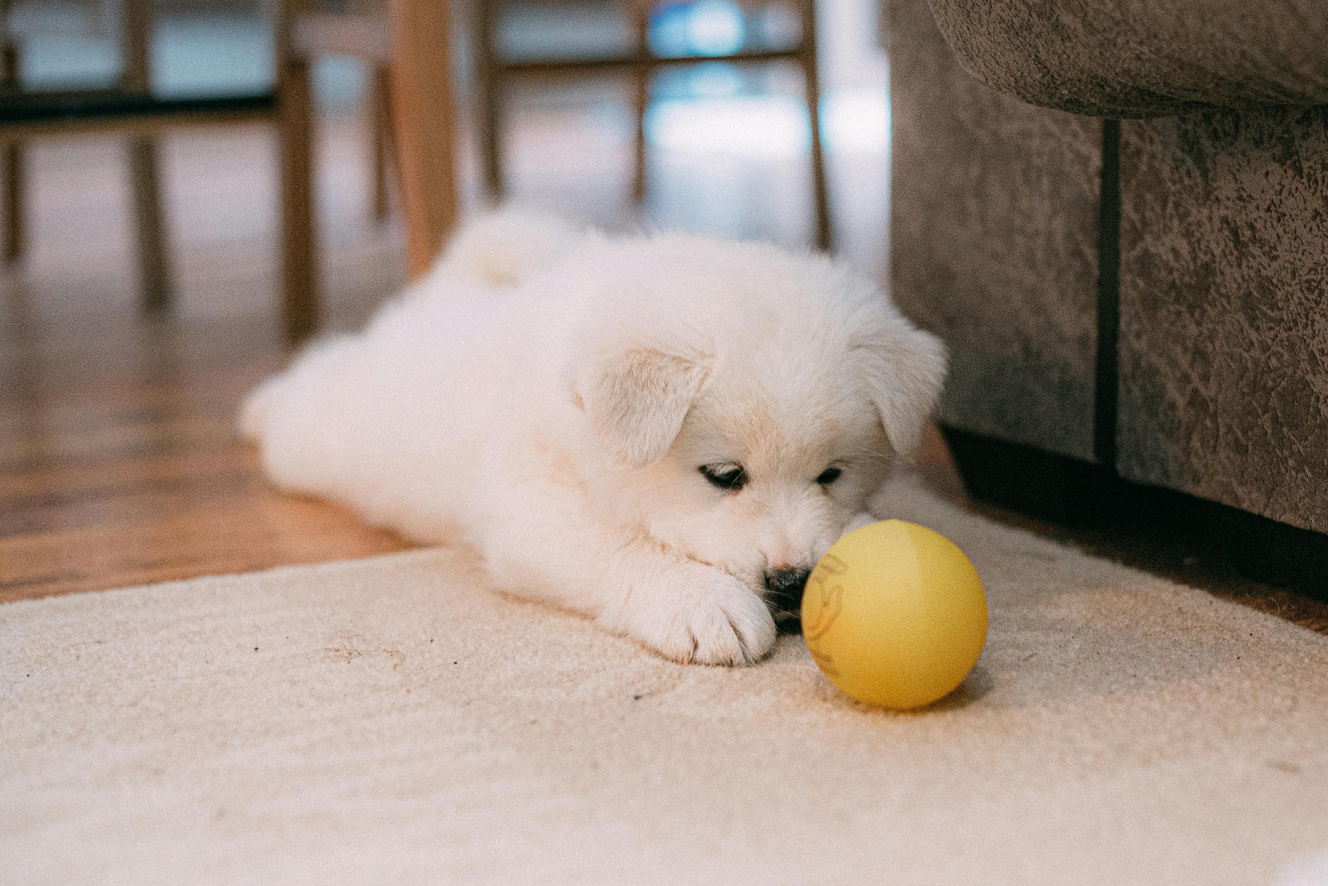 Je puppy ophalen en veilig vervoeren naar huis: zo doe je dat goed
