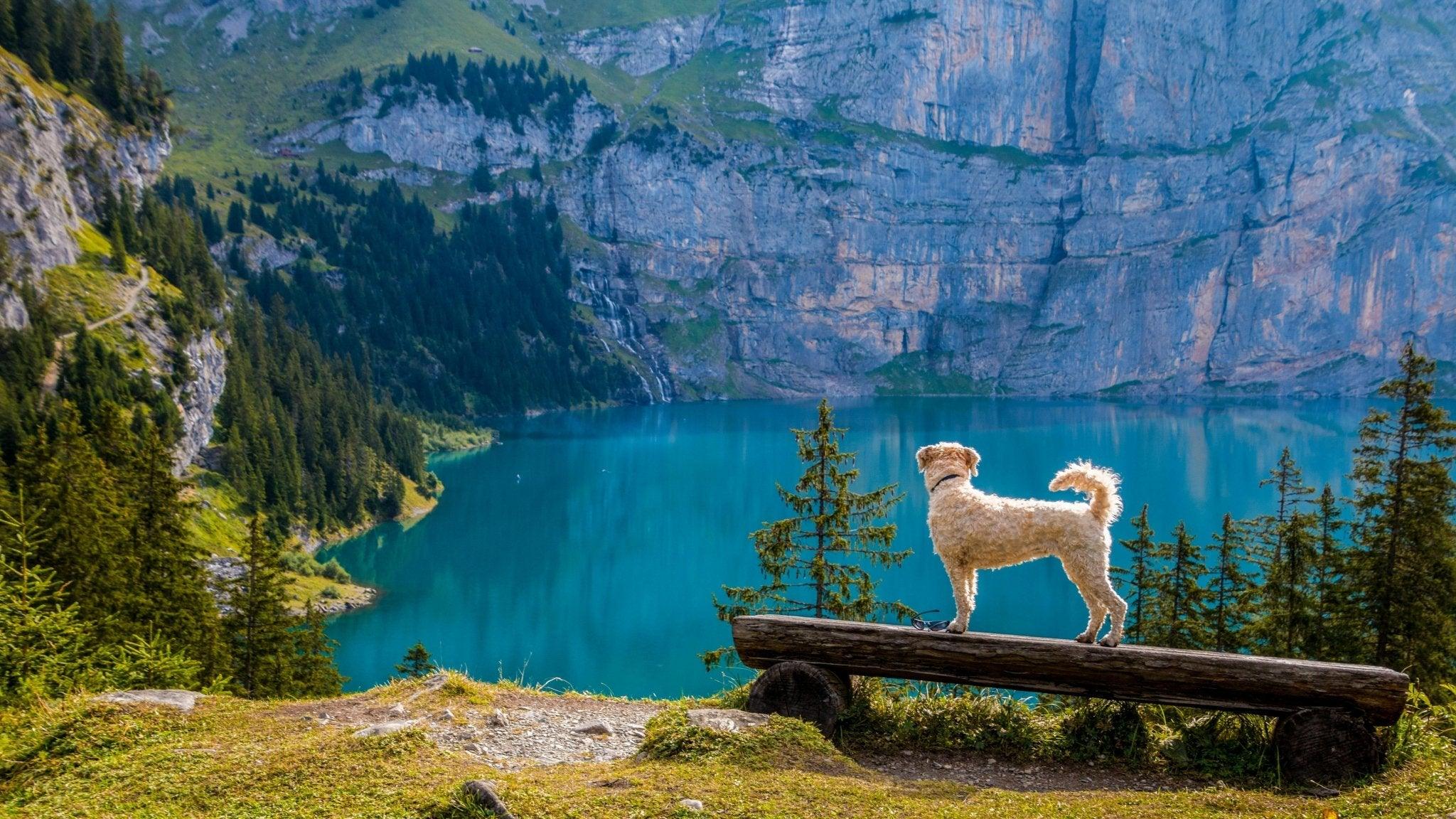 Top 5 hondvriendelijke vakantielanden - Fidello