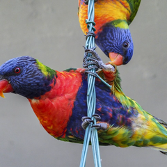 Klimtouw, netten & ladders