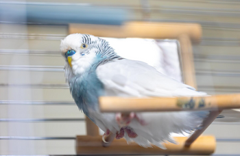 Spiegels voor vogels