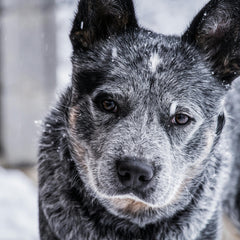 Voer voor oudere honden (senior)