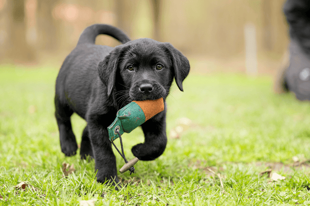 Speelgoed voor puppy's - Fidello