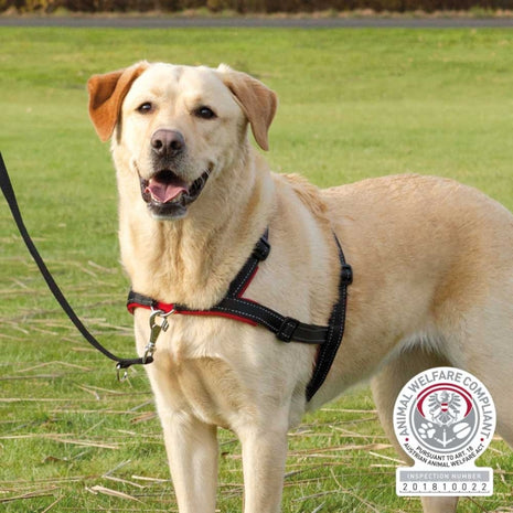 Trixie Trainingsgeschirr Lead'n'Walk Soft - XS-S