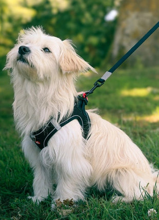 Zolux Szelki oddychające z siatki XS czarne