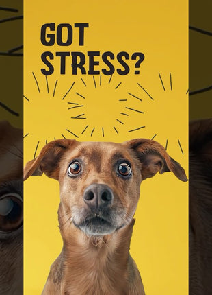 Excellent Pets No Stress Soft Chews 60 Treats