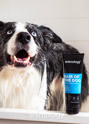 Animology Hair Of The Dog Anti-Tangle Dog Shampoo 250 ml