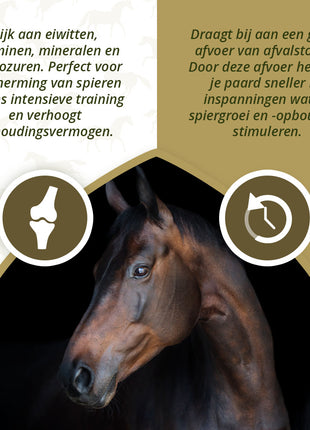 Excellent Horse Turbo