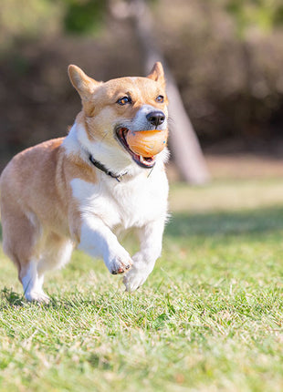 Chuckit! Birthday Fetch Ball M