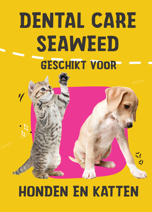 Dental Care Seaweed