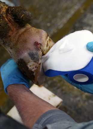 Easy Hoof Dry Pads