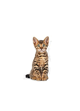 Royal Canin Kitten Sterilised karma sucha dla kociąt od 4 do 12 miesiąca życia, sterylizowanych 400g