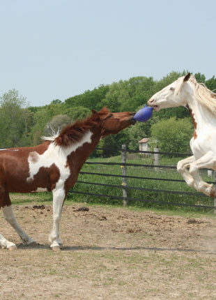 Jolly Ball Oceaangroen (appel)