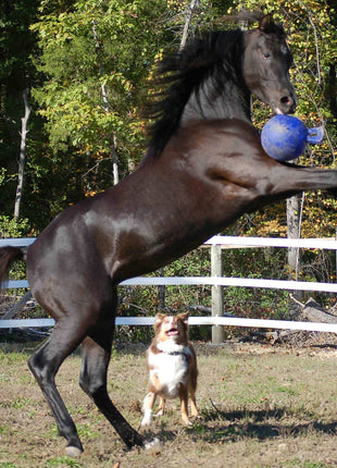 Jolly Ball Dual Blauw