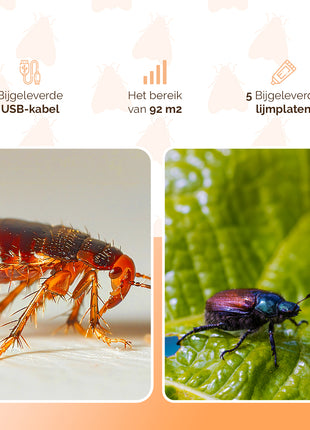Knock Pest Insectenval