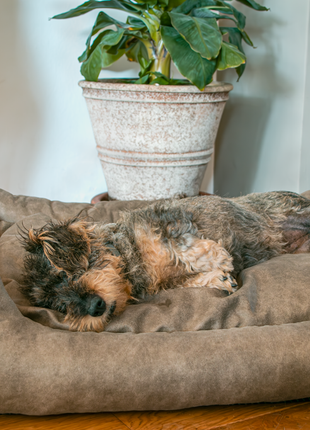 Let's Sleep Sweet Dreams Hondenmand Met Kussen Taupe
