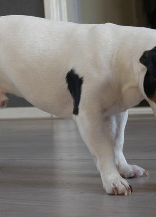 Dog Comets Pollux Oranje
