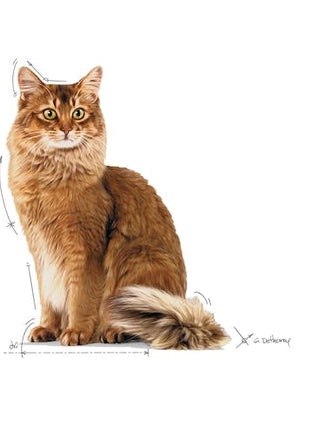 Royal Canin Light Weight Care w galaretce karma mokra dla kotów dorosłych, z tendencją do nadwagi saszetka 85g