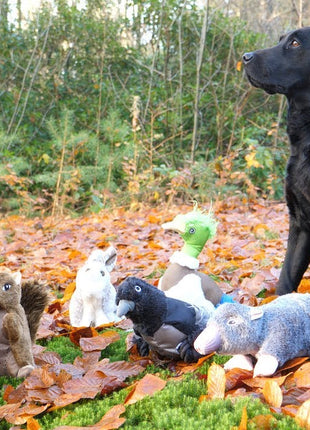 Wild Life Dog Vos