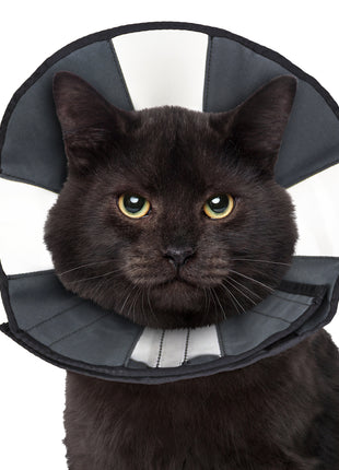Zenpet Procone