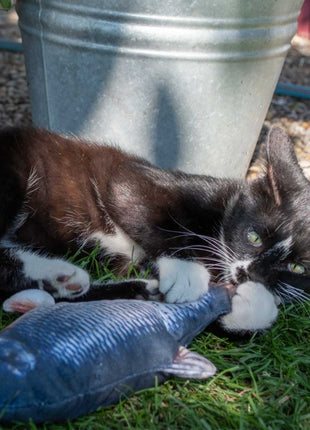 Robocat Karpfen - 30 cm
